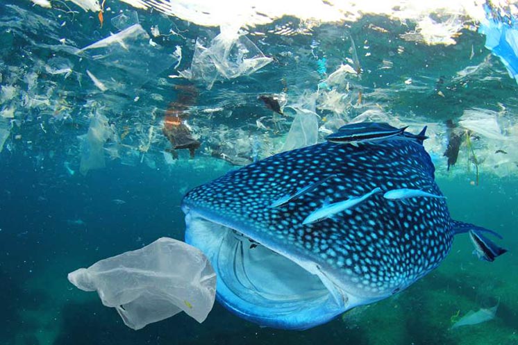 Дослідження: 60% Світового океану зіпсовано людиною