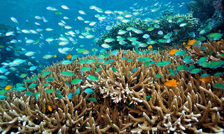 Нове дослідження: закислення океану може привести до масового вимирання риб та морських тварин