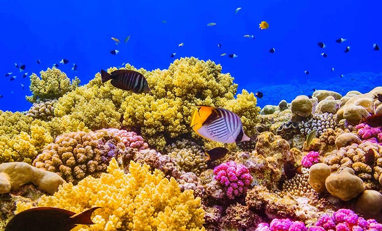Дослідження: до кінця сторіччя коралові рифи можуть повністю зникнути